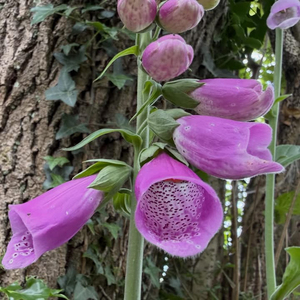 Foxglove