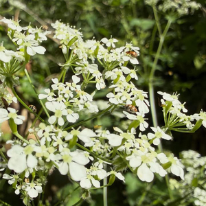 Cow Parsley
