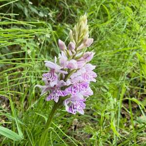 Spotted Orchid