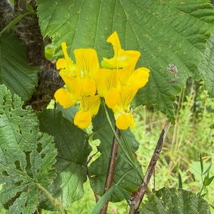 Birds Foot Trefoil